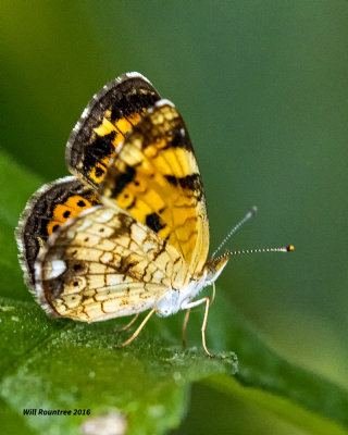 5F1A0523 Pearl Crescent f.jpg