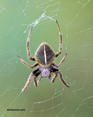 5F1A0561 spider 3.jpg