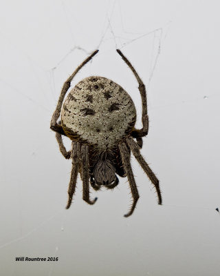 5F1A0567 spider 2.jpg