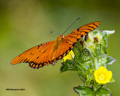 5F1A0588 Gulf Fritillary.jpg