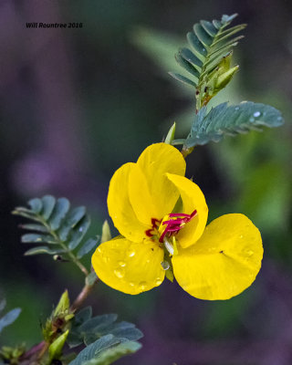 5F1A0594 Partridge Pea.jpg