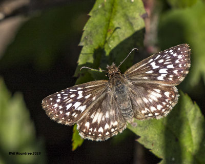 5F1A0657 Checkered Skipper.jpg