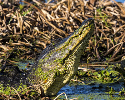 5F1A0706 American Alligator.jpg