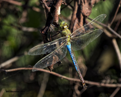 5F1A0722 Common Green Darner.jpg