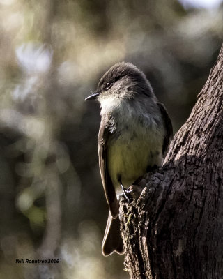 5F1A1273 Eastern Phoebe.jpg