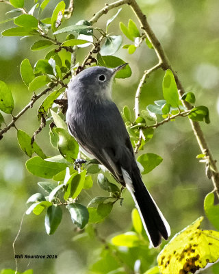 5F1A1283 Blue-gray Gnatcatcher.jpg