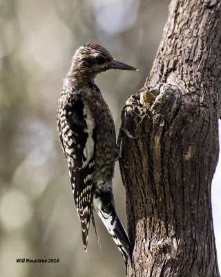 5F1A1296 Yellow-bellied Sapsucker.jpg