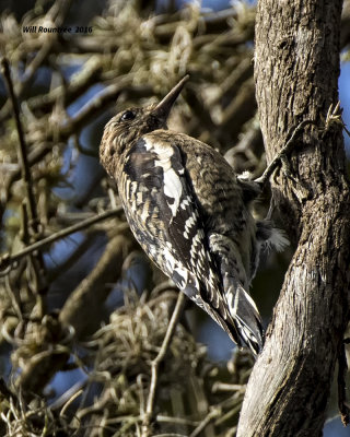 5F1A1340 Yellow-bellied Sapsucker.jpg