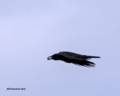5F1A1343 American Crow.jpg
