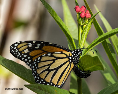 5F1A0901 Monarch.jpg