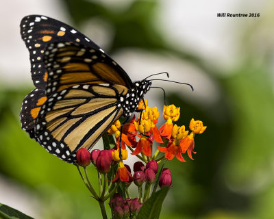 5F1A0904 Monarch.jpg