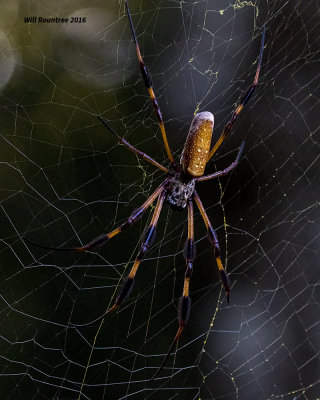 5F1A0962 Golden Orb-weaver.jpg