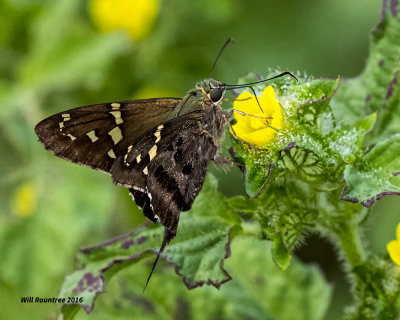 5F1A1019 Longtail Skipper.jpg