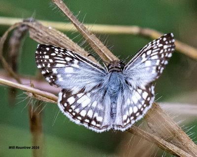 5F1A1024 Tropical Skipper.jpg