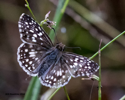 5F1A1029 White-checkered Skipper.jpg