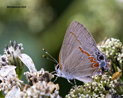 5F1A1053 Red-banded Hairstreak.jpg