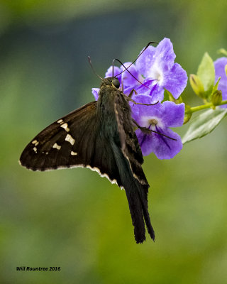 5F1A1071 Longtail Skipper.jpg