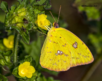 5F1A1119 Cloudless Sulphur.jpg