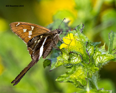 5F1A1133 White Striped Longtail.jpg