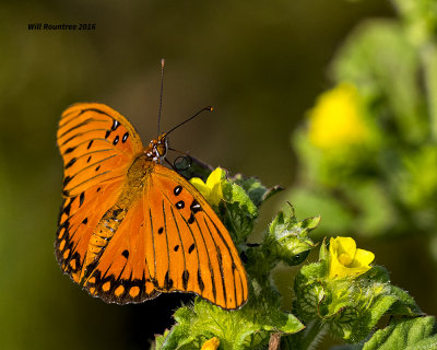 5F1A1139 Gulf Fritillary.jpg