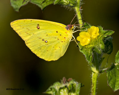 5F1A1144 Cloudless Sulphur.jpg