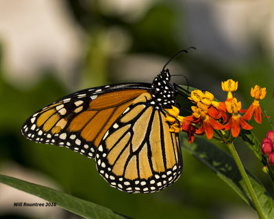 5F1A1161 Monarch.jpg
