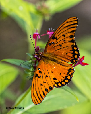 5F1A1167 Gulf Fritillary.jpg