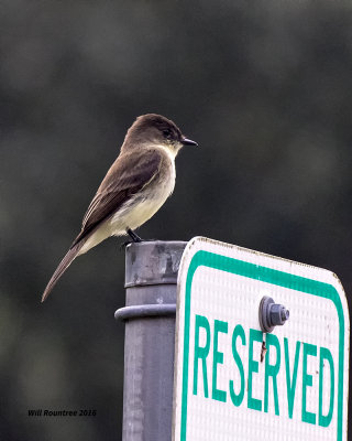 5F1A1031 Eastern Phoebe.jpg