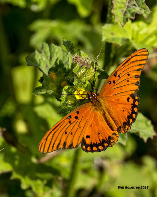 5F1A1194 Gulf Fritillary.jpg