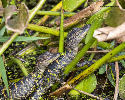 5F1A1212 Baby Alligators.jpg