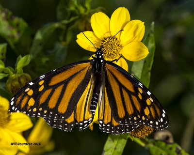 5F1A1226 Monarch.jpg