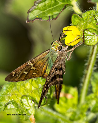 5F1A1239 Longtail Skipper.jpg