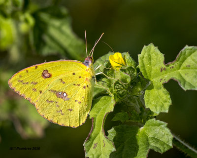 5F1A1254 Cloudless Sulphur.jpg