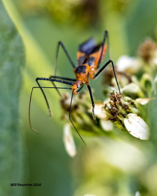 5F1A1348 Assassinbug.jpg