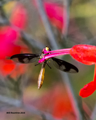 5F1A1392 Syrphid Flies Syrphidae.jpg