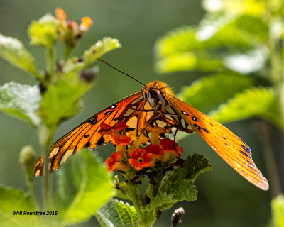 5F1A1420 Gulf Fritillary.jpg