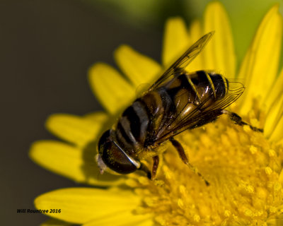 5F1A1494 Bee Fly.jpg
