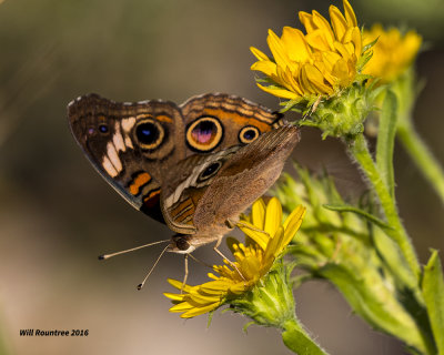 5F1A1525 Common Buckeye.jpg