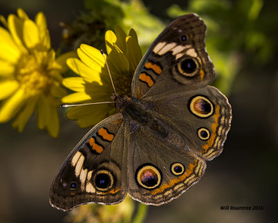 5F1A1554 Common Buckeye.jpg