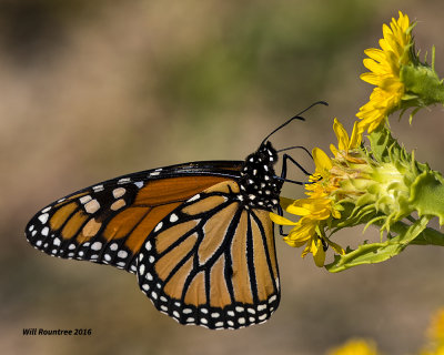 5F1A1590 Monarch.jpg
