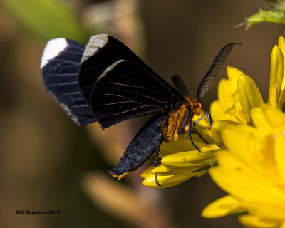 5F1A1676 White-tipped Black Moth.jpg