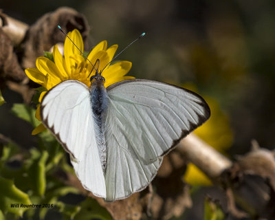 5F1A1612 Great Southern White.jpg