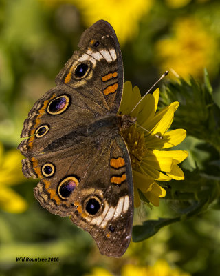 5F1A1632 Common Buckeye.jpg