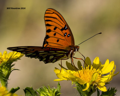 5F1A1645 Gulf Fritillary.jpg