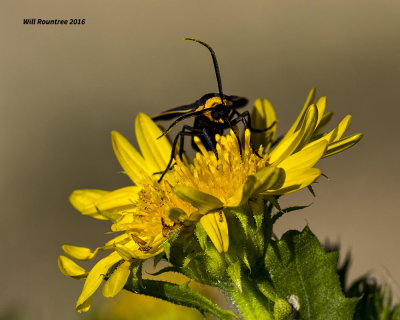 5F1A1655 Yellow-Collared Scape Moth.jpg