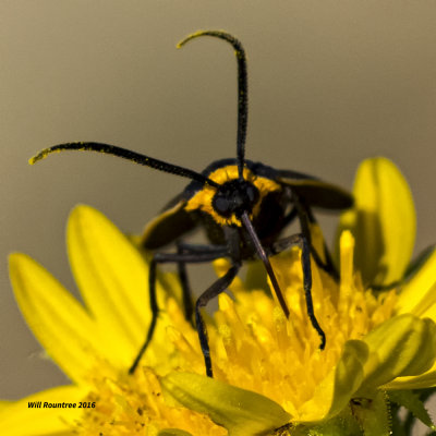 5F1A1660 Yellow-Collared Scape Moth.jpg