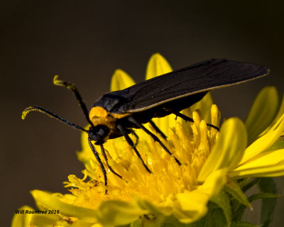 5F1A1673 Yellow-Collared Scape Moth.jpg