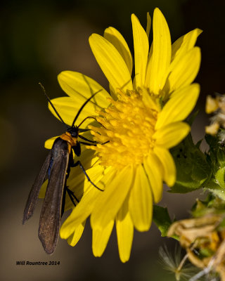 5F1A1733 Yellow-Collared Scape Moth.jpg
