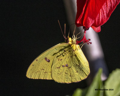 5F1A2686 Cloudless Sulphur.jpg
