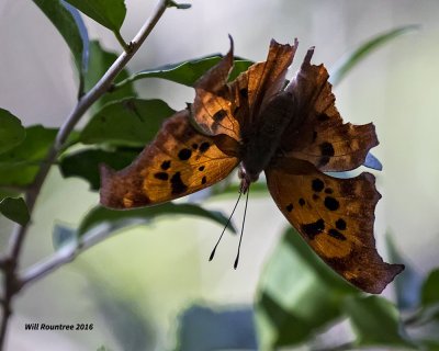 5F1A2776 Question Mark.jpg